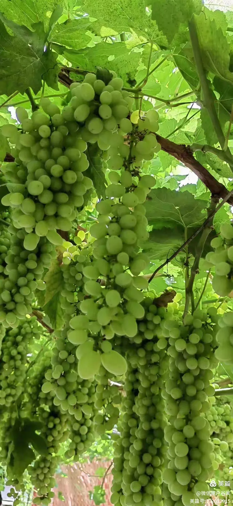 新疆葡萄沟 葡萄串串香